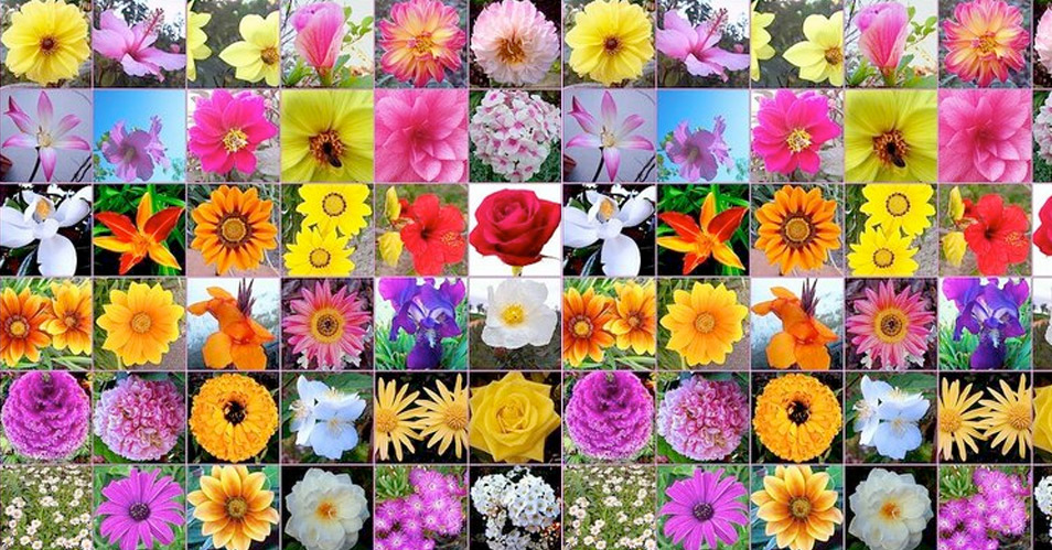 flores bach 1