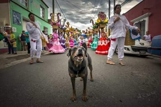 perro mazapan 9