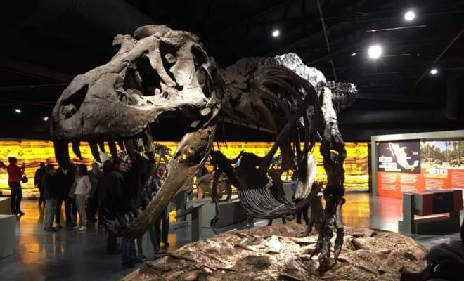 dino3