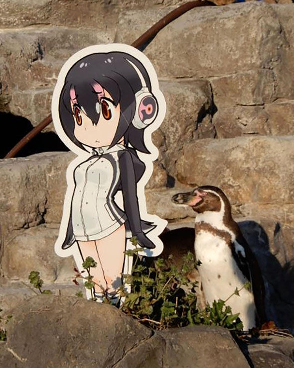 Grape kun the male penguin 920390