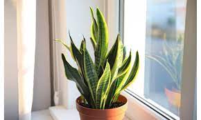 images 5