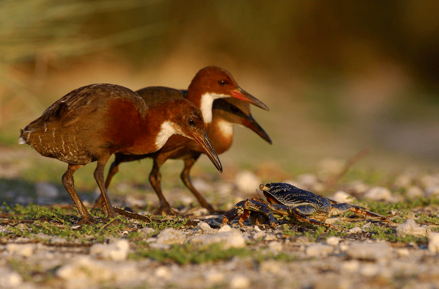 reaparece ave extinta hace mas 130 mil anos