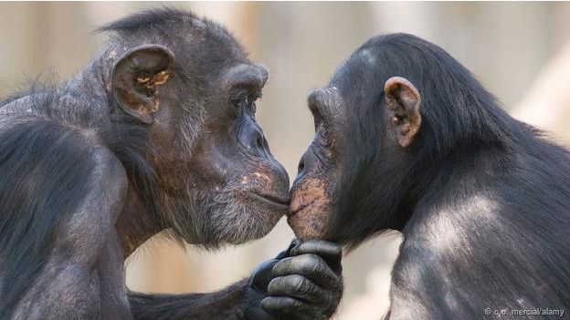 beso 5