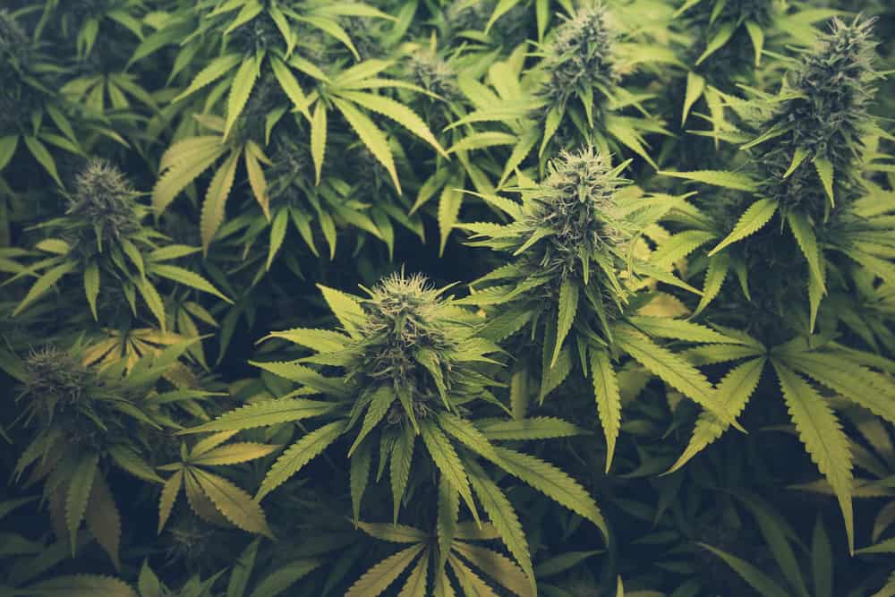 everything need know marijuana cannabis hero
